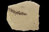 Metasequoia (Dawn Redwood) Fossils - Montana #102316-1